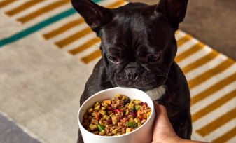 PetPlate Dog Food Delivery Review